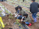 20201123野菜収穫1.JPG