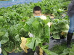 20201123野菜収穫10.JPG