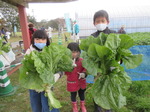 20201123野菜収穫2.JPG