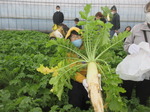 20201123野菜収穫4.JPG