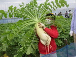20201123野菜収穫7.JPG