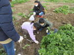 20211123野菜収穫体験10.JPG