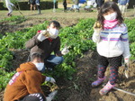 20211123野菜収穫体験12.JPG
