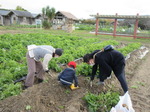 20211123野菜収穫体験9.JPG