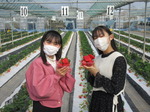 20220226いちご収穫体験2.JPG